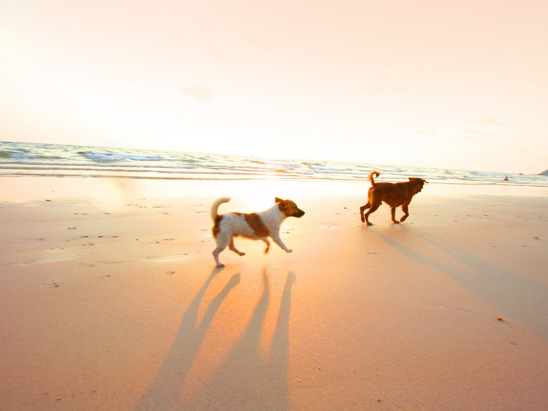 2 adult dogs running on the beach at sunset