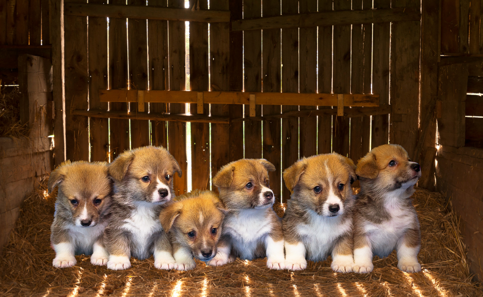 6 puppies sitting in a barn