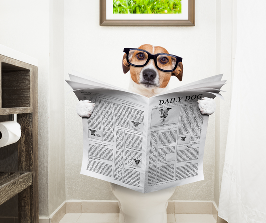 dog sitting on the toilet with a newspaper